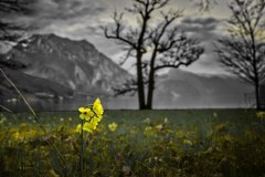 02_Traunstein-durch-die-Blume 02_Traunstein-durch-die-Blume