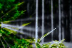 "Lichtspiel" im Hausruckwald "Lichtspiel" im Hausruckwald