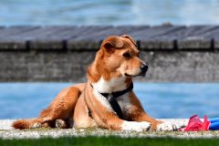 Stets ein treuer Begleiter