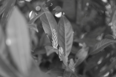 Die Schönheit der Natur in schwarz/weiß