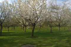 Baumblüte in Weilbach