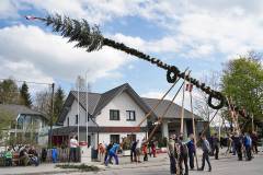 Maibaumaufstellen in Bruckmühl