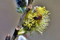 Endlich wieder einige Sonnenstunden - Die Bienen warten schon darauf
