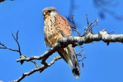 Turmfalke