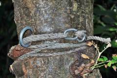 Kampf - Baum gegen Seil - Wer ist stärker?