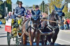 Das Gespann Blumschein aus Ottnang beim Rieder Pferdemarkt
