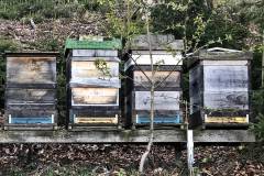 Die Bienen warten auch schon auf schöneres Wetter