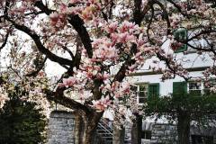 Magnolienbaum