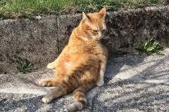 Kater hat Feierabend