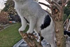Neugierige Katze