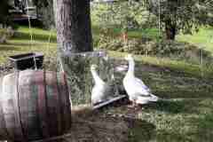 Ganz eitle Gans
