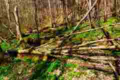 im Wald