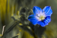 eine Schönheit am Waldrand
