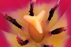 Lupentulpe