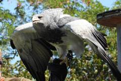 Ein Kordilleren - Adler
