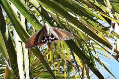 Ein dicker Falter im Garten