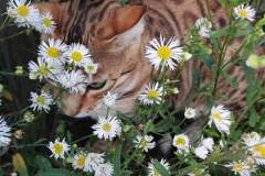 Leo, unsere Katze