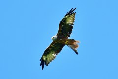 Der Adler des Hausrucks - Rotmilan