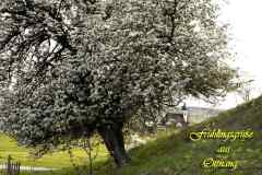 Frühlingsgrüße aus Ottnang