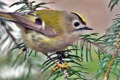Wintergoldhähnchen