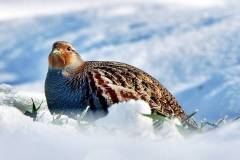 Ein Rebhuhn im Schnee