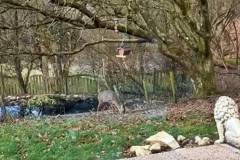 Reh und Vogelfutter - Schmeckt es auch den Rehen?
