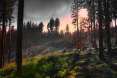Geheimnisvolle Stimmung im Hausruckwald