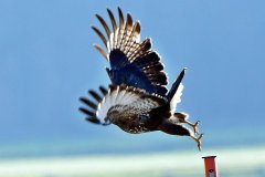 Federnspiel
