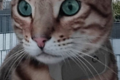 "Mini Leopard" mit Schöndorfer Kirche