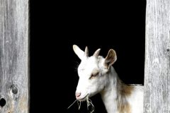 Wann wird's endlich wieder Frühling? Wann wird's endlich wieder Frühling?