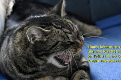 Katze Katze