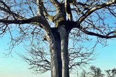 Dieser Baum hat schon einen Blitzschlag überlebt