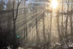 Die Sonne wird schon wieder kräftiger - Hausruckwald