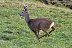 Bastbock auf der Flucht