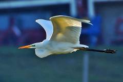 Riesenvogel - Silberreiher