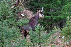 Gams im Weissenbachtal