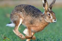 Hase auf der Flucht