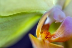 Orchidee