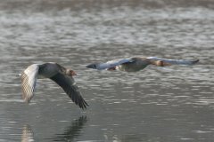Ruf der Wildgänse