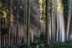 Lichtstimmung im Hausruckwald