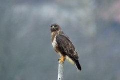 Ein stolzer Bussard