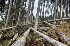 Sturm vor Weihnachten hat viele Bäume im Hausruckwald entwurzelt