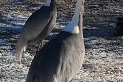 Weßnackenkraniche in Holzham