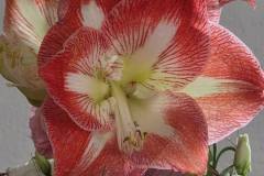 Amaryllis