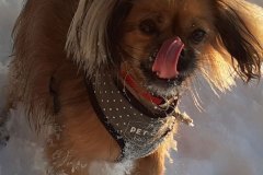 Holly spielt im Schnee