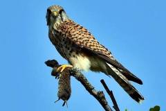 Turmfalke auf Mäusejagd