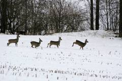 Wildtiere im Winter