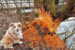 Ein besonders fleissiger Biber ist hier bei Fading in Gaspoltshofen am Werk -  Da staunt sogar der kleine Hund