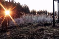 Abendsonne im Hausruckwald