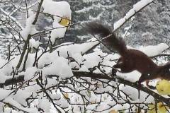 Eichkatzerl pflückt sich Apfel